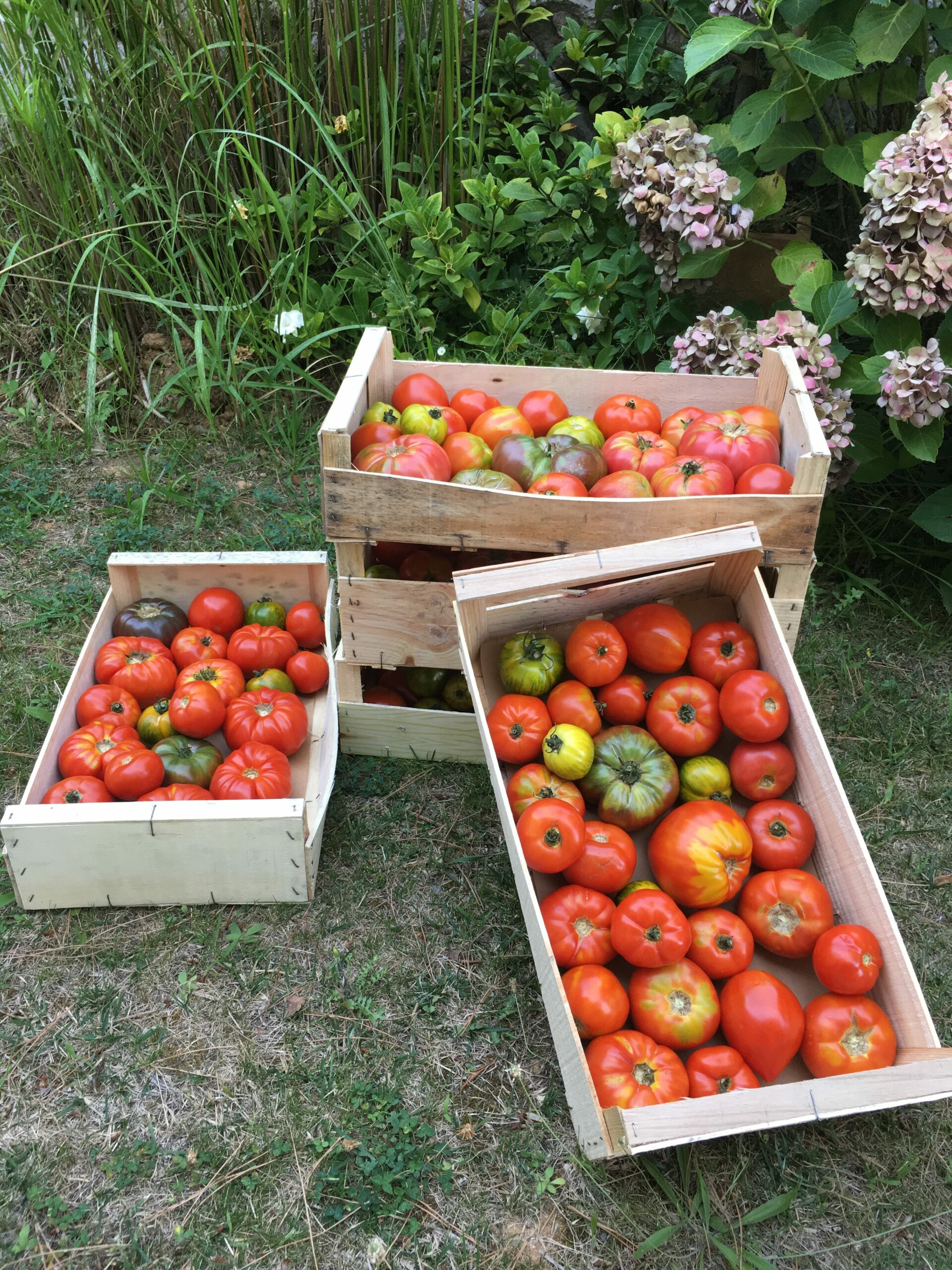 Tomates 🍅
