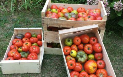 🍅 Cagettes de tomates bio pour sauce tomate 🍅