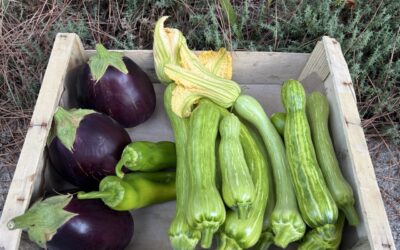 Cagettes Courgettes