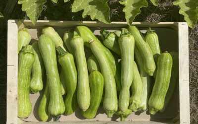Cagettes de courgettes disponibles
