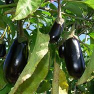 Aubergines Aubergines