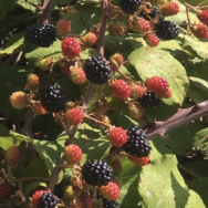 Mûres sauvages