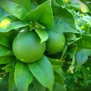 Citrons verts