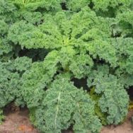 Chou kale (pousses)