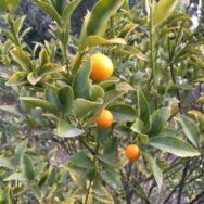 Kumquats