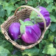 Aubergines (rotonda b.)