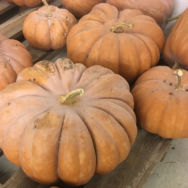 Courge Musquée de Provence