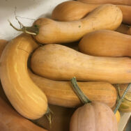 Courge Longue de Nice