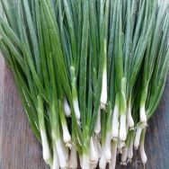 (*) Oignons cebettes