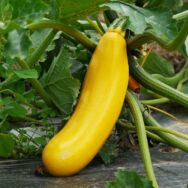Courgettes Jaunes Courgettes Jaunes
